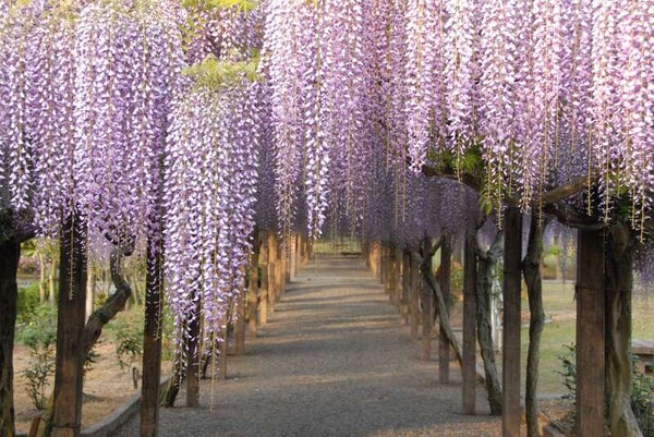 【愛媛県内発】 美しい紫の世界「大三島藤公園」と白い世界「耕三寺・未来心の丘」、しまなみミニクルーズ 日帰り1